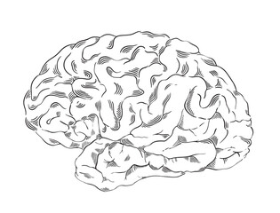 Brain drawing, hand drawn vector illustration.