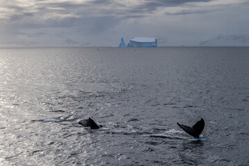 Naklejka premium Antarctic landscape with diving humpback whales