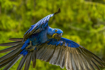 ara hyacinta (Anodorhynchus hyacinthinus) © vaclav