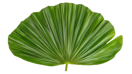 Large green leaf, transparent background