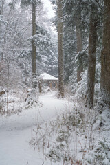First snow, season selective focus snow covered morning woodland trail pine trees wonderland background image