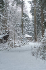 Fototapeta premium First snow, season selective focus snow covered morning woodland trail pine trees wonderland background image