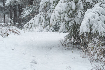 First snow, season selective focus snow covered morning woodland trail pine trees wonderland background image