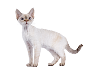 Adorable Devon Rex cat kitten, standing side ways. Looking curious beside camera with blue eyes. Isolated cutout on a transparent background.