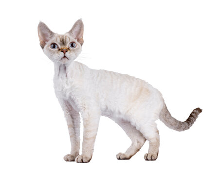 Adorable Devon Rex cat kitten, standing side ways. Looking curious beside camera with blue eyes. Isolated cutout on a transparent background.