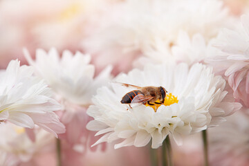 Bee collects nectar on white chrysanthemums during day. Honey bee close up pollinating white flower. Nature. Ecosystem, ecology, wild and domestic environment. Copy space