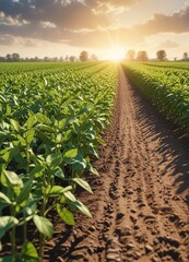 Fototapeta premium Row of soybeans growing in a spring field with sunlight filtering through, field crops, soybeans
