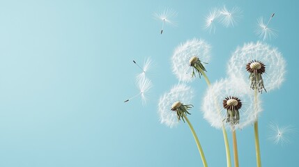 Dandelion seeds glisten with fresh water drops, set against a striking blue backdrop that enhances their delicate beauty and intricate details