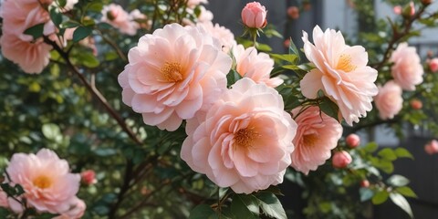 Fototapeta premium Full-bloomed garden with pale pink peach-colored floribunda rose flowers on a branch, botanical garden , blooming roses