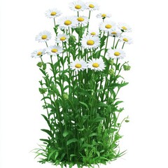 Fototapeta premium Daisies with Green Leaves Isolated on White Background, Floral Design, Botanical Illustration, Nature Concept for Decor, Gardening, and Art Projects.