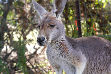 Kangaroos are one of the many animals that can be found in Caversham Wildlife Park, Australia