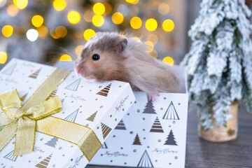 Funny shaggy fluffy hamster sitting in a gift box on the Christmas tree on a Christmas background...