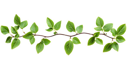 Fototapeta premium Twigs with green leaves (Cotoneaster lucidus) in a line arrangement isolated on white or transparent background
