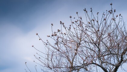 마른 나뭇가지에 맺히지 못한 시든 꽃봉오리