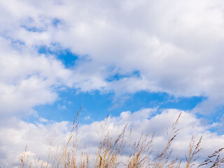 冬の青空と白い雲と野草69