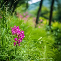 Obraz premium field of flowers