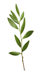 Fototapeta premium PNG Olive branch plant herbs leaf.