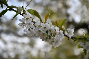 Cherry trees in bloomery