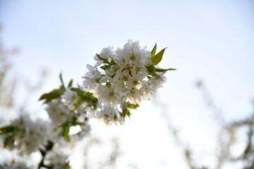 Cherry trees in bloomery