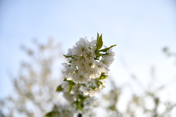 Cherry trees in bloomery