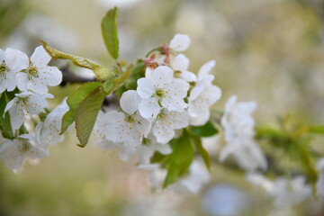 Cherry trees in bloomery