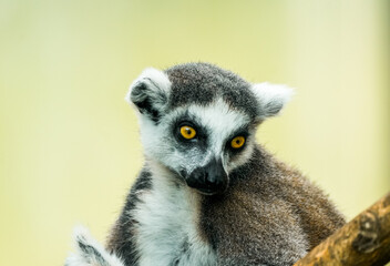 Portrait of a ring-tailed lemur. Animal in close-up. Lemur Catta
