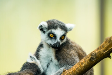 Obraz premium Portrait of a ring-tailed lemur. Animal in close-up. Lemur Catta 
