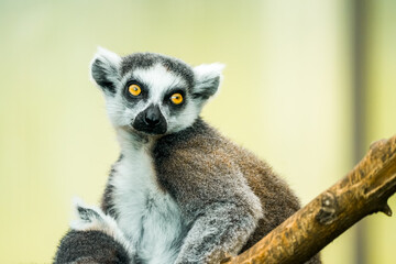 Portrait of a ring-tailed lemur. Animal in close-up. Lemur Catta
