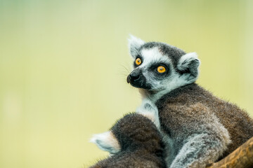 Portrait of a ring-tailed lemur. Animal in close-up. Lemur Catta
