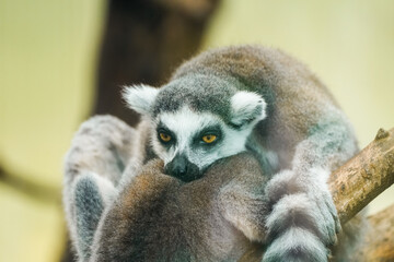 Portrait of a ring-tailed lemur. Animal in close-up. Lemur Catta
