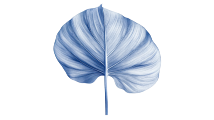 Large leaf, transparent background