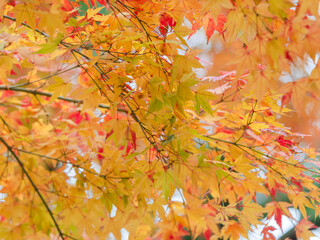 色づいた紅葉07