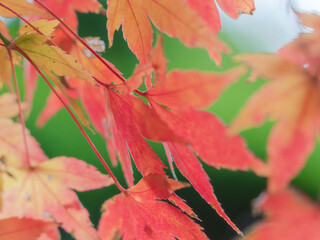 色づいた紅葉のクローズアップ04