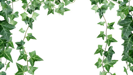 english ivy background green wall isolated on a white background PNG.AI GENERATED