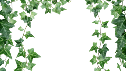 english ivy background green wall isolated on a white background PNG.AI GENERATED