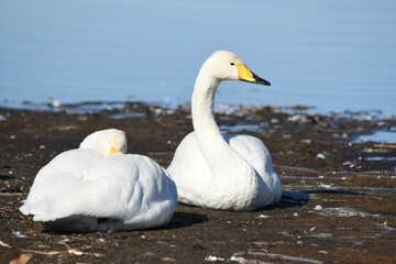 まどろむオオハクチョウのペア