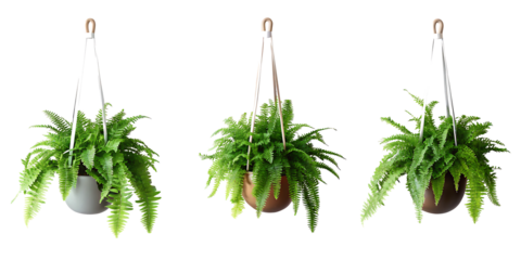Fern plant hanging basket collection, modern indoor plant isolated on a white background PNG.AI GENERATED