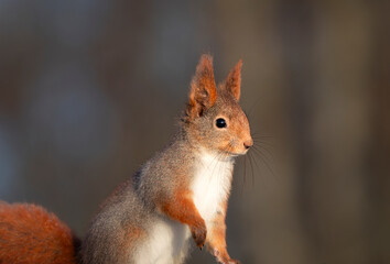 Squirrels are members of the family Sciuridae