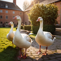 Obraz premium Nutztiere - Weiße Gänse im sonnigen Hofbereich