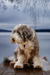 The Old English Sheepdog comes from the pastoral type dogs of England