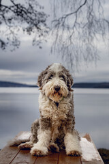 The Old English Sheepdog comes from the pastoral type dogs of England