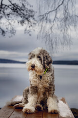 The Old English Sheepdog comes from the pastoral type dogs of England