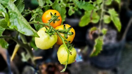 Cherry tomato fruits in home garden
