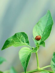 Ladybird (Coccinellidae) on chilli leaf