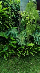 Tropical houseplants for landscaping garden
