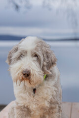 The Old English Sheepdog comes from the pastoral type dogs of England