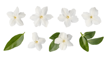 Set of jasmine flowers and leaves isolated on white or transparent background