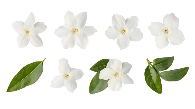 Set of jasmine flowers and leaves isolated on white or transparent background
