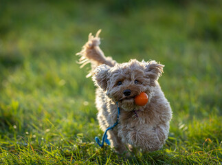 The Cavapoo (American English) or Cavoodle (Australian English) is a crossbreed of a Cavalier King...