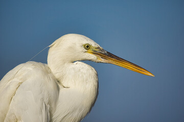 Resting Egyptian Heron Against Blue Sky